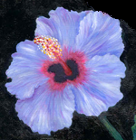 Blue Hibiscus
