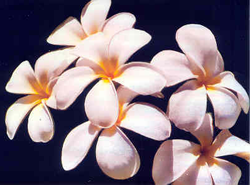 Branch of Plumerias